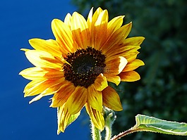 太陽花,秋季,藍(lán)色