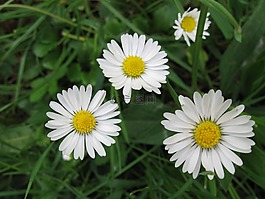 鮮花,雛菊,大自然