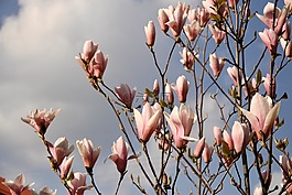 玉蘭,花園,春天