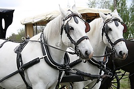 馬匹,馬,卡車(chē)