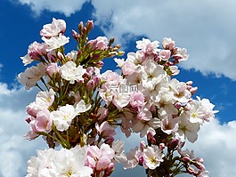 列樱桃,天空,日本樱花树