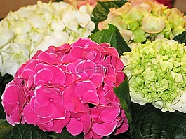 八仙花,装饰,布什
