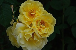 玫瑰,黃色,開花