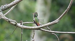 性質(zhì),ave,蜂鳥