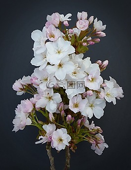列樱桃,日本樱花树,开花