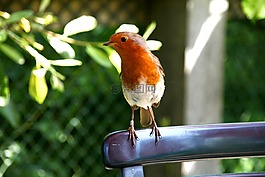 知更鳥,鳥,英格蘭