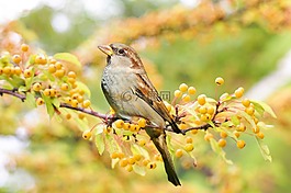 鳥(niǎo),秋天,秋