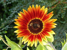 花,光明,蜜蜂