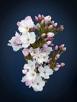 列樱桃,日本樱花树,开花