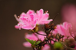 夏季,開花,粉紅色