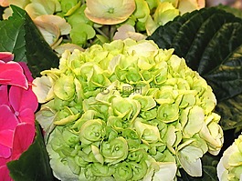 八仙花,装饰,布什