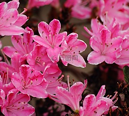夏季,花園,鮮花
