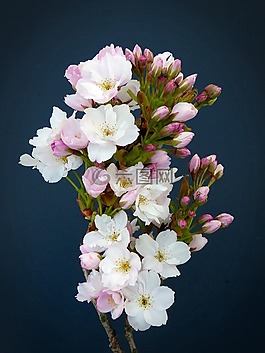 列樱桃,日本樱花树,开花