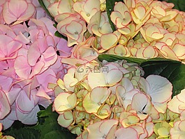 八仙花,装饰,布什