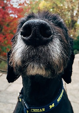 狗,寵物,秋天