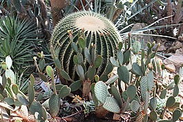 植物園,仙人掌,花園