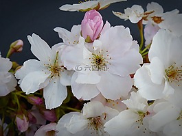 列樱桃,日本樱花树,开花