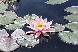 性質,花卉,春