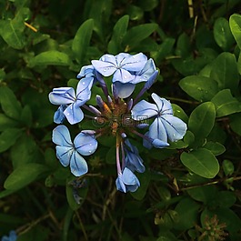 藍色,花,自然