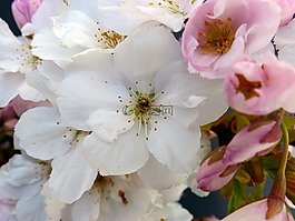 列樱桃,日本樱花树,开花