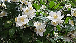 茉莉花,布什,雨后