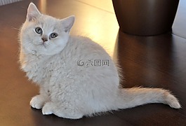貓,小貓,寵物