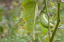 水果,茄子,蔬菜