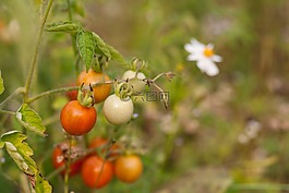 番茄,蔬菜,水果
