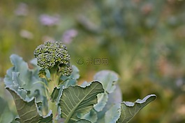 kralam 花,花,蔬菜