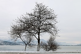 雪,景觀,性質(zhì)