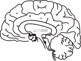 腦,解剖,醫(yī)藥
