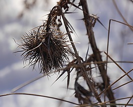 薊,秋季,性質(zhì)