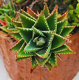 仙人掌,花,馬耳他