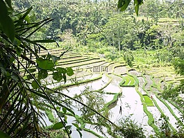 巴厘島,印度尼西亞,稻田