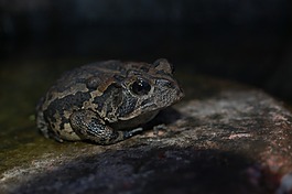 蟾蜍,兩棲類,石