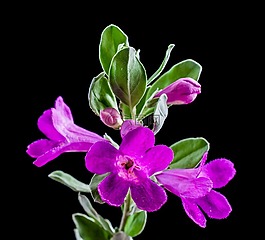 野花,花,開(kāi)花
