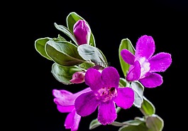 野花,花,開(kāi)花