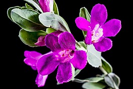 野花,花,開(kāi)花