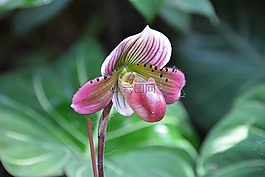新加坡,蘭花,植物公園