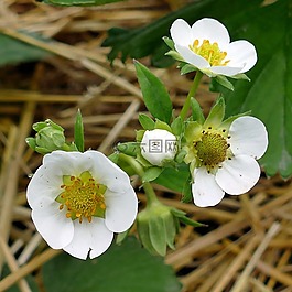 草莓,鮮花,秸稈