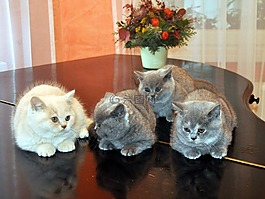 猫,钢琴,小猫