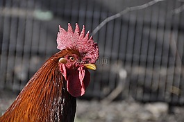 花園,動物,家禽