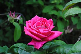 玫瑰,花瓣,花