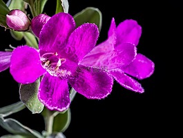 野花,花,開(kāi)花