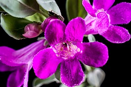 野花,花,開(kāi)花