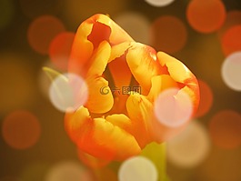 郁金香,夏季,心情