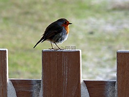 羅賓,春天,鳥(niǎo)