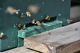蜜蜂,飛行,蜂箱