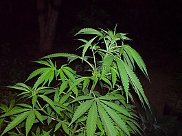 大麻,cannabise,绿色