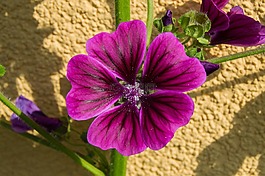 錦葵,開(kāi)花,花